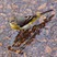 Gray Wagtail